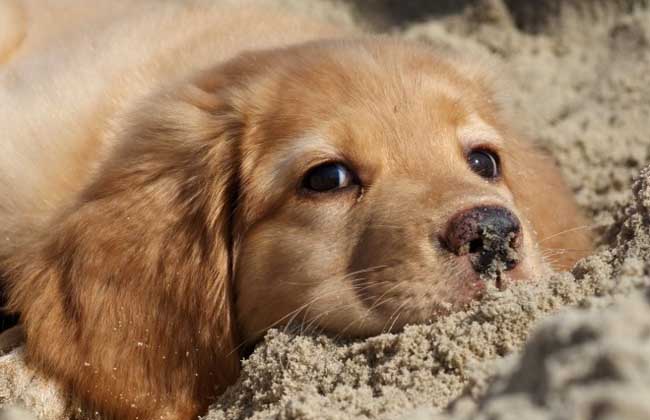 金毛犬好不好饲养？