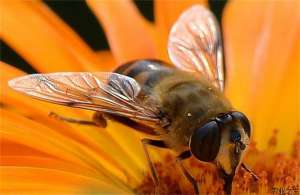 蜜蜂囊状幼虫病