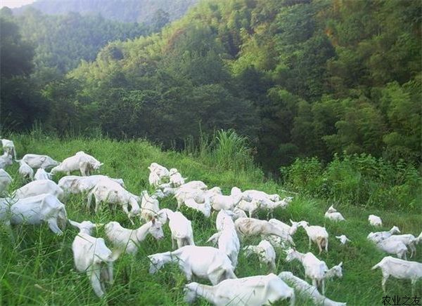 羔羊何时断奶适宜 绵山羊增羔新技术