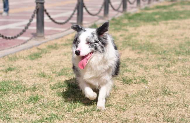 边境牧羊犬智商多高？