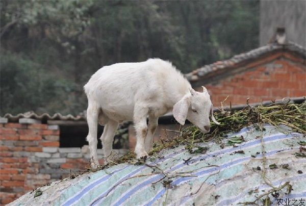 养羊技术之提高母山羊繁殖率