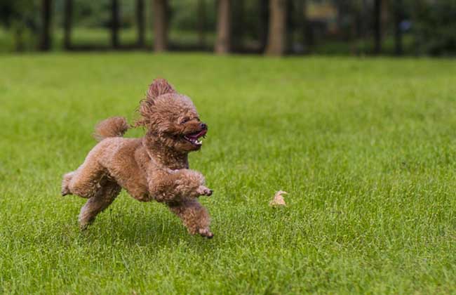 贵宾犬和泰迪犬的区别