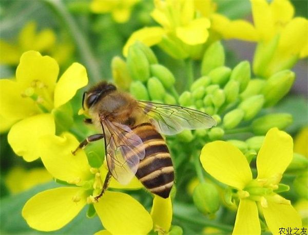 蜜蜂养殖技术