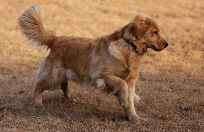 金毛犬有几种颜色？