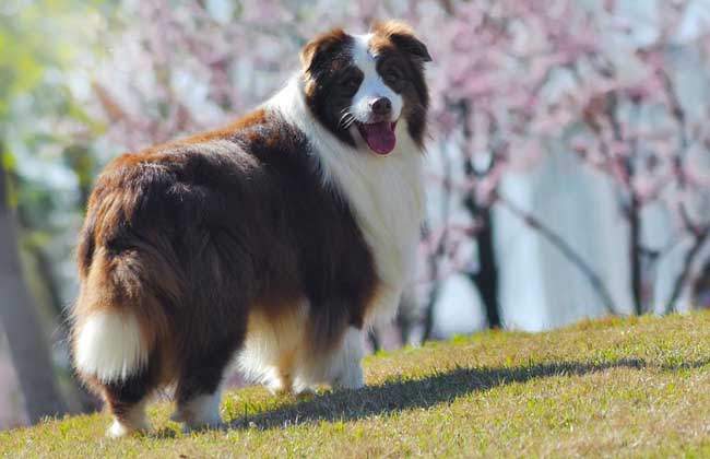 边境牧羊犬吃什么狗粮？