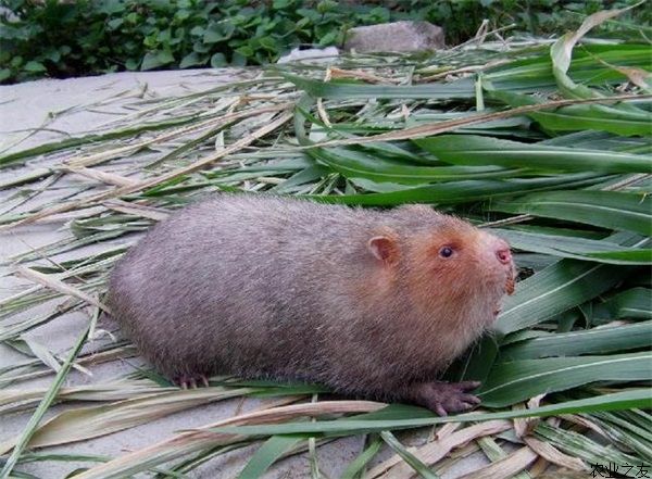 竹鼠饲养池消毒的关键