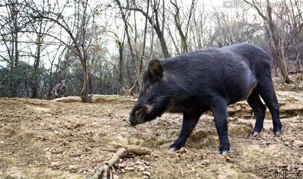 野猪初生关