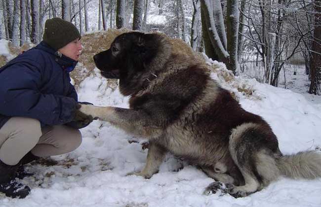 坎高犬和藏獒谁历害？