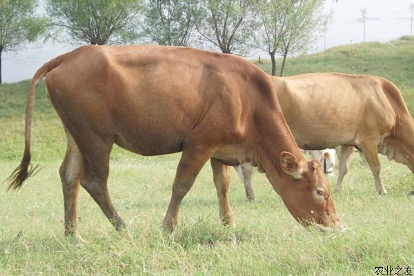 如何养鲁西黄牛正确对种公肉牛进行饲养调教