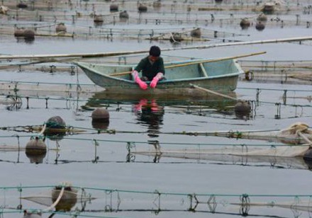 海参圈水混怎么能清 海参池如何清圈