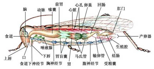 蝗虫的呼吸器官是什么？