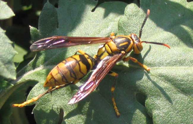 虎头蜂的毒性及预防方法