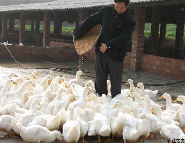 夏季养鸭注意事项