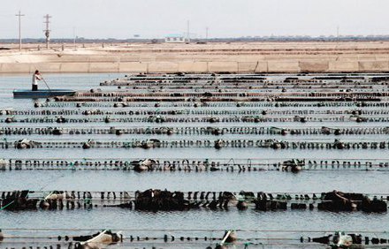 海参圈水混怎么能清 海参池如何清圈