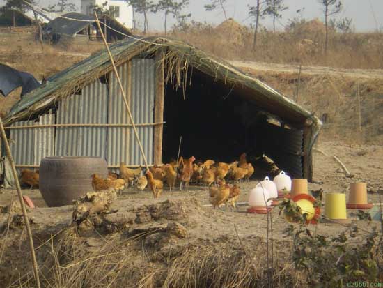 土鸡散养鸡舍建设参考方案