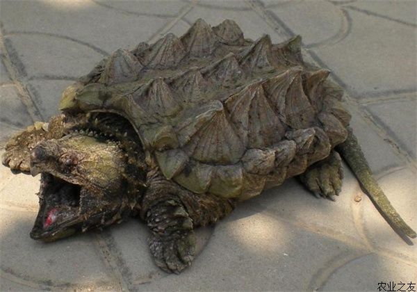 鳄龟怎么饲养