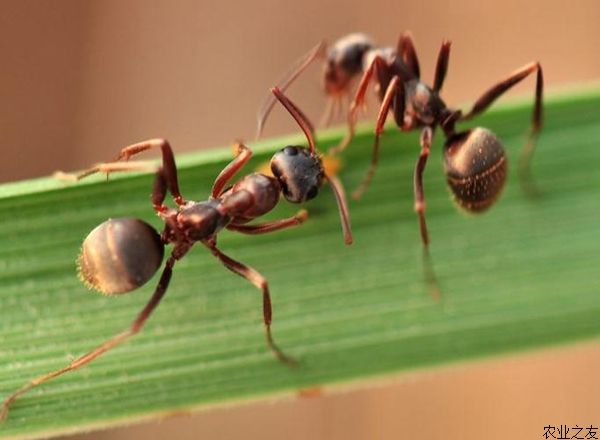 养蚂蚁的日常管理
