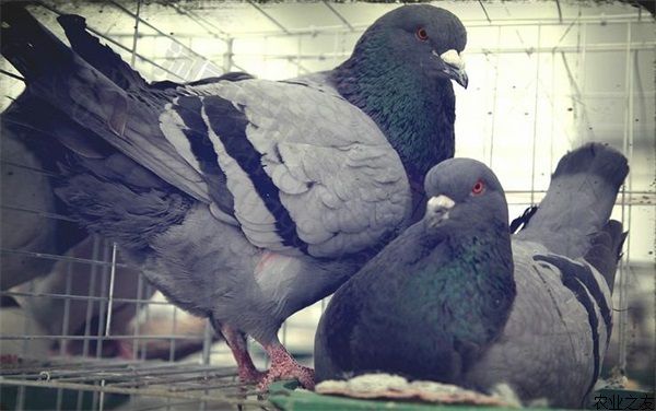 鸽子养殖的孵化期管理