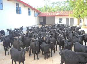 黑山羊养殖常见疾病