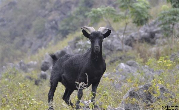 黑山羊养殖之育肥羔羊的饲养