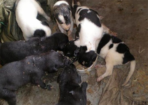 渝特肉狗养殖狗舍的建造