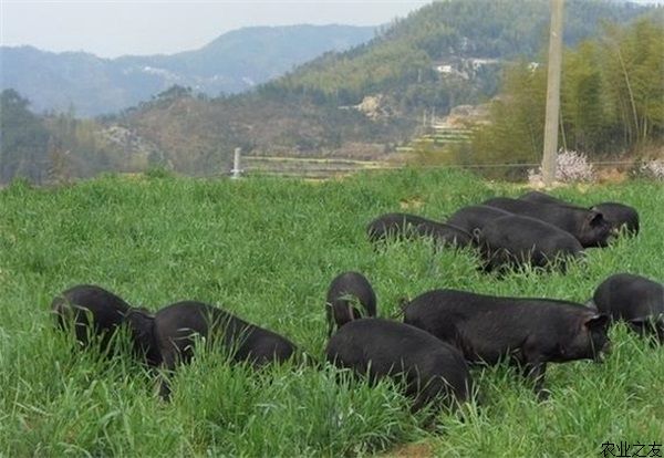 黑猪群饲料配合的注意事项