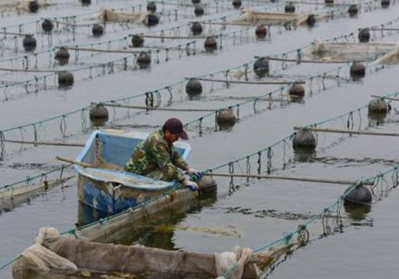 海参圈水混怎么能清 海参池如何清圈