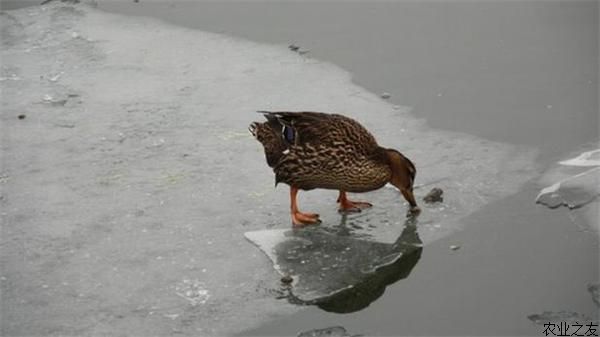 鸭子吃什么