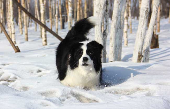 边境牧羊犬吃什么狗粮？