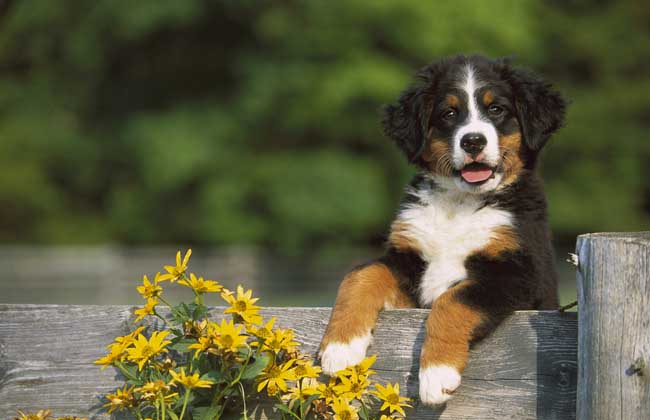 伯恩山犬的智商多高？