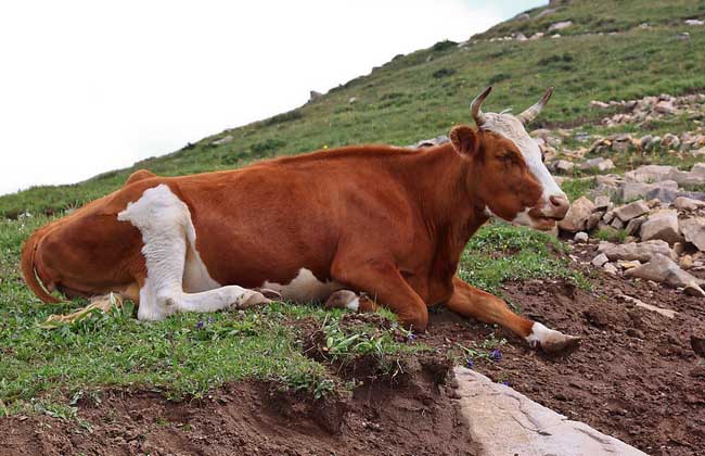 肉牛养殖成本和利润