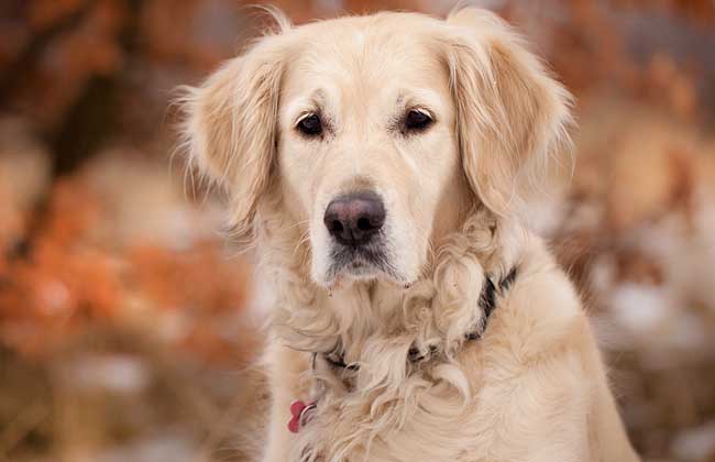 金毛寻回犬智商排第几名？