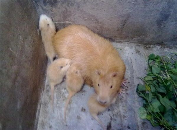 海狸鼠养殖的特性与繁育技术