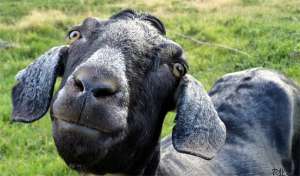 黑山羊养殖之育肥羔