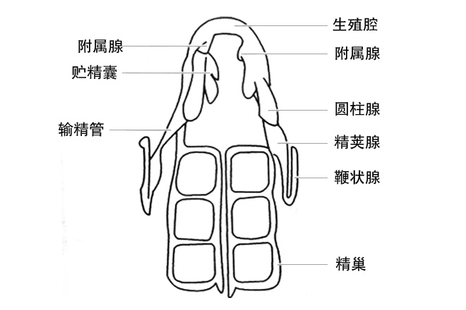 图2：雄性蝎生殖系统