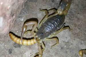 蝎子养殖是养野生的好还是家养的好？