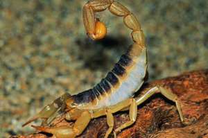 蝎子的寿命一生有多久？