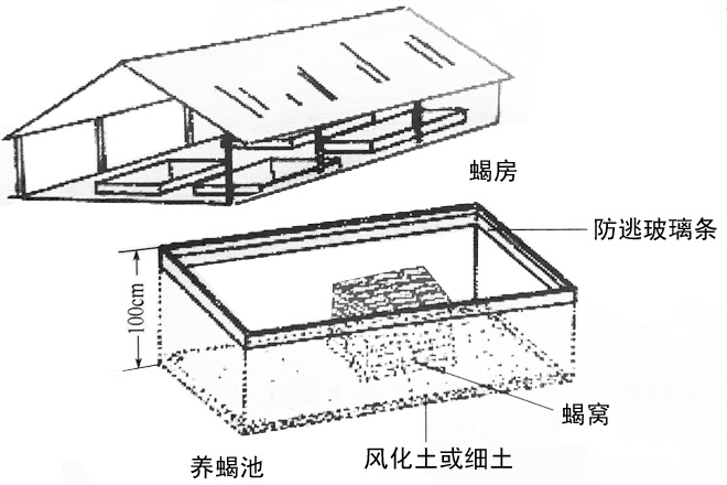 坑养蝎子