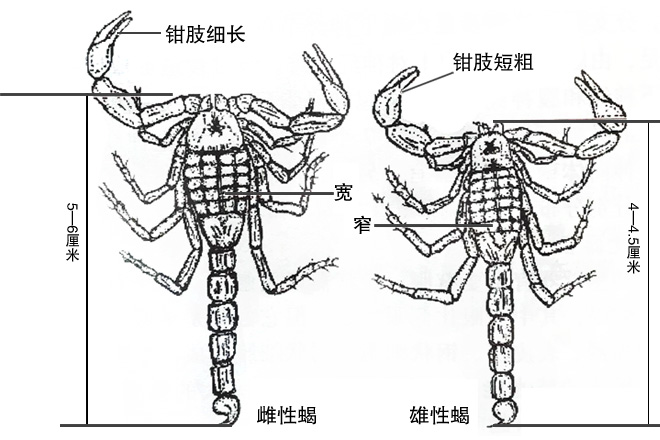 雌蝎和雄蝎形态区别