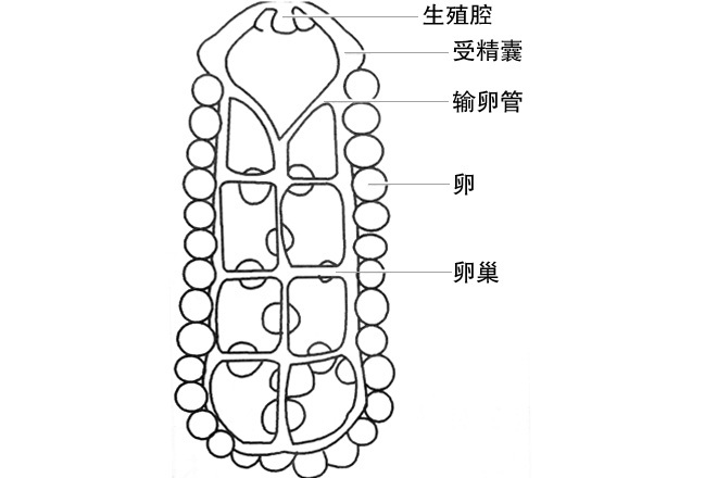 图1：雌性蝎生殖系统