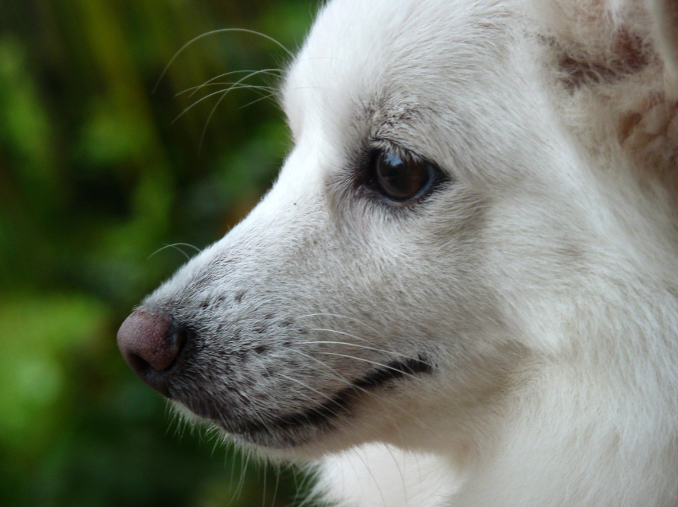 北京博美犬多少钱一只 买博美犬怎么挑选