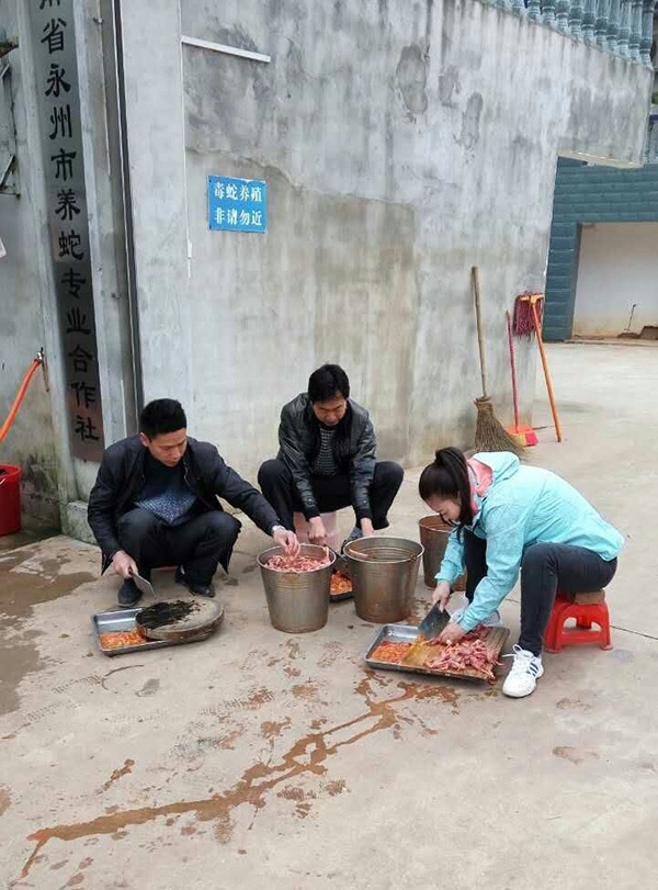 学员实践操作养蛇