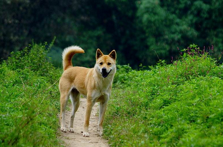 中华田园犬与秋田犬相比，为何差距那么大