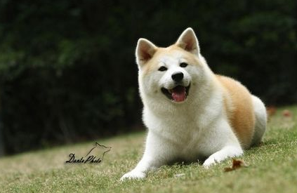 日系秋田好不好饲养，它有哪些特点