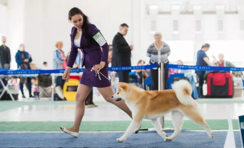 FCI国际纯种犬，如何评定秋田