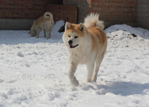 同为秋田犬，有哪些不一样的特点呢