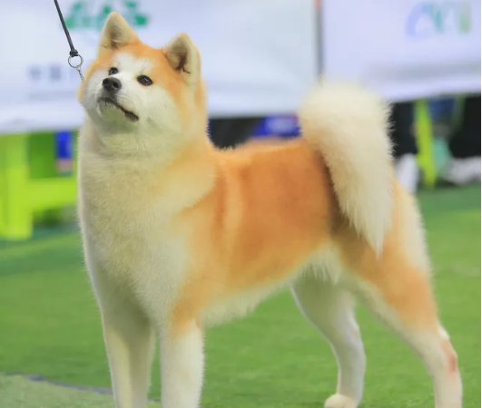 FCI国际纯种犬，如何评定秋田