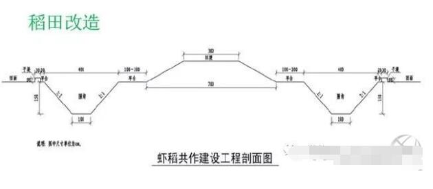 稻田或不要的鱼塘怎么改造才可以养殖小龙虾？