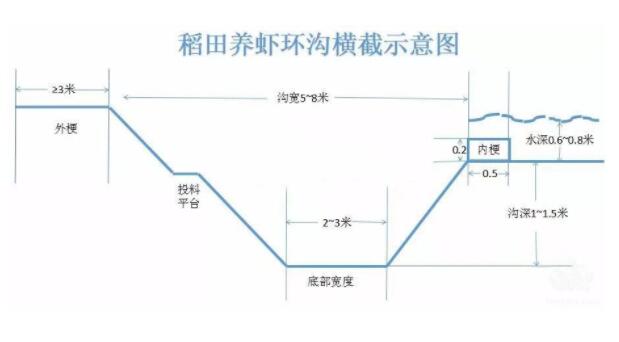 小龙虾养殖的塘口要怎么建才高产（图片）？