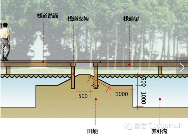 【新式】稻田养龙虾田埂设计图详细流程